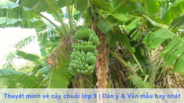 Thuyết minh về cây chuối lớp 9 | Dàn ý & Văn mẫu hay nhất