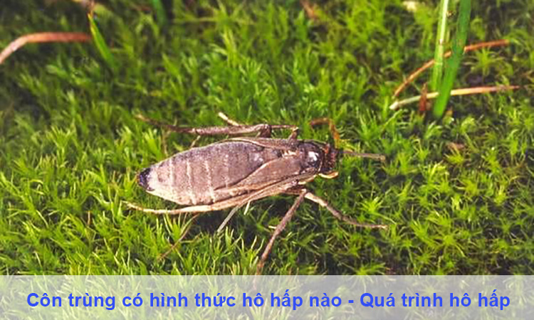 Côn trùng có hình thức hô hấp nào - Quá trình hô hấp