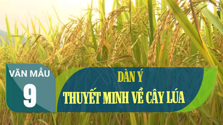 Thuyết minh về cây lúa nước văn lớp 9 - Ngắn gọn