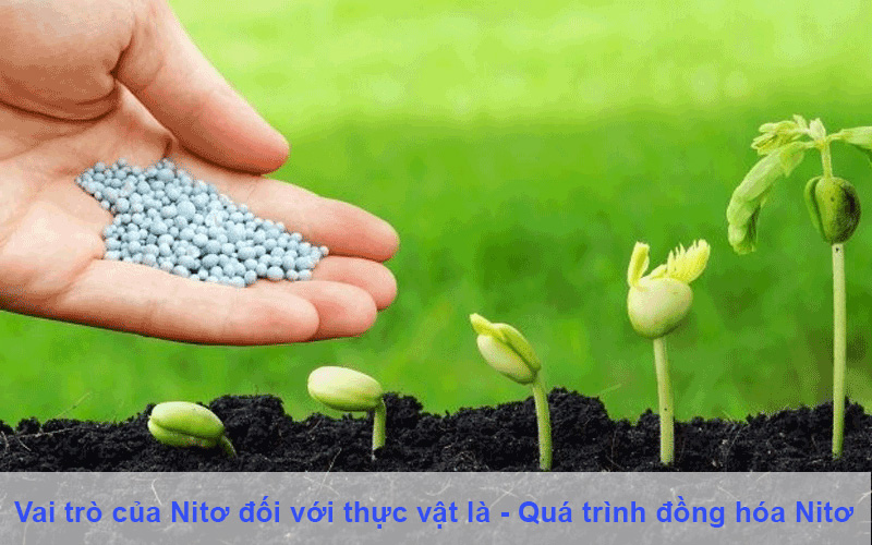 Vai trò của Nitơ đối với thực vật là - Quá trình đồng hóa Nitơ