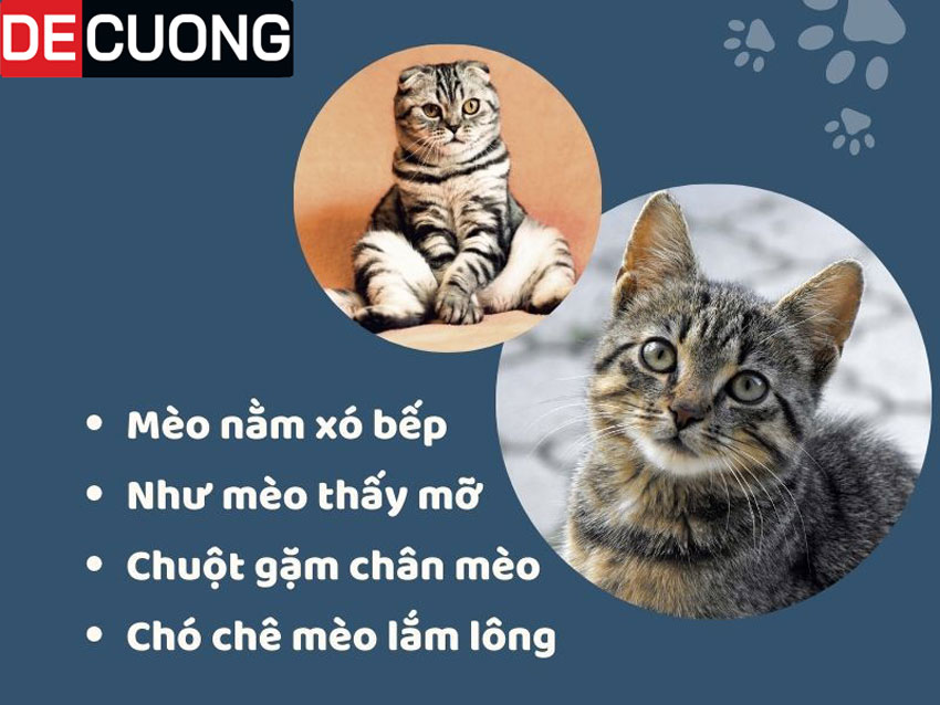 Con Mèo Trong Tục Ngữ Ca Dao Việt Nam